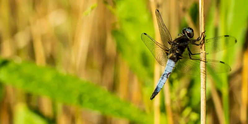 Dragon fly by Nick Fewings on Unsplashed